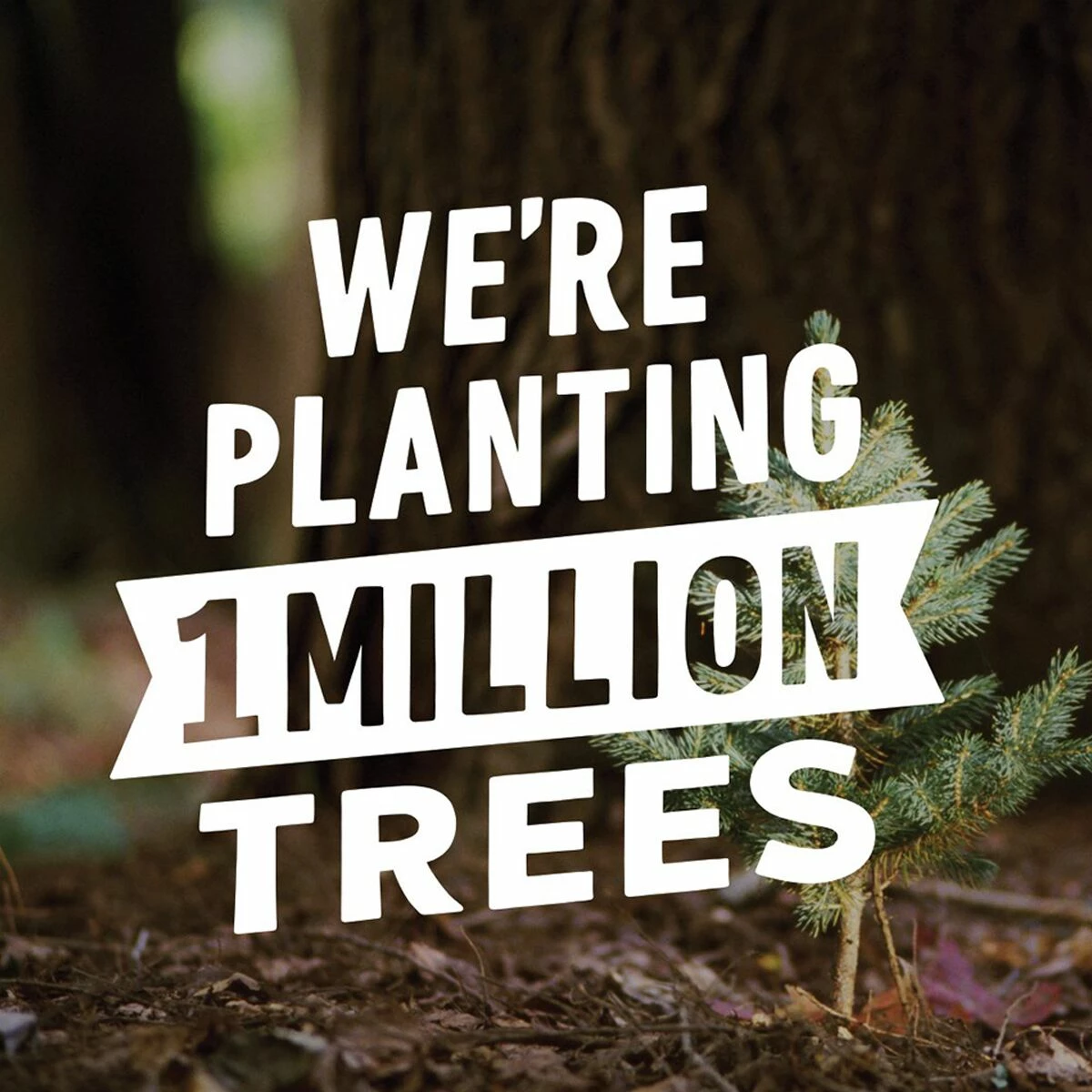 Clifbar Bars Clif Bars 12 Pack - Image 5